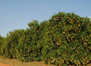 Gulf Citrus